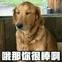 娱乐吃瓜酱中狗妈